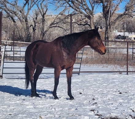 HorseID: 2281399 Jody on the Run - PhotoID: 1056284