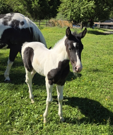 HorseID: 2281403 Sundance's Mighty Valkyrie - PhotoID: 1056277