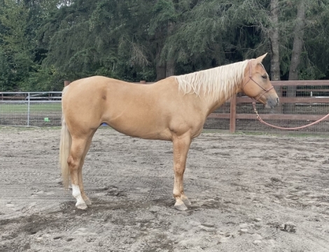 HorseID: 2281408 April Sugar Lilly - PhotoID: 1056218