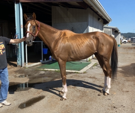 HorseID: 2281440 Colton’s Tiger - PhotoID: 1056327