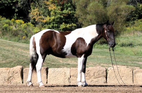 HorseID: 2281441 Buckeyes Chance - PhotoID: 1056329