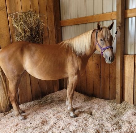 HorseID: 2281446 Daisy - PhotoID: 1056305