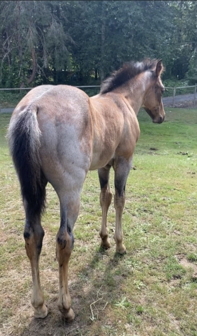 HorseID: 2281469 Gorgeous Hancock / Blue Valentine colt - PhotoID: 1056391