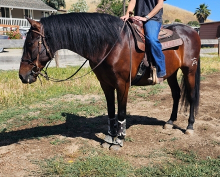 HorseID: 2281474 Fuego de Luna~Son of Breyer Horse Dominante XXIX - PhotoID: 1056399