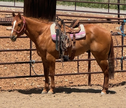 HorseID: 2281484 Redd Hot Caliente - PhotoID: 1056406