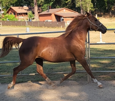 HorseID: 2281493 WMA Mustang Sally - PhotoID: 1056411