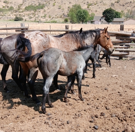 HorseID: 2281494 Blue roan aqha filly - PhotoID: 1056413