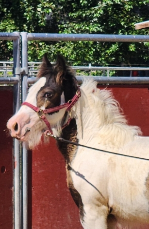 Pf Buckle Down, Black Gypsy Horse Colt, Beautiful colt with cream in ...