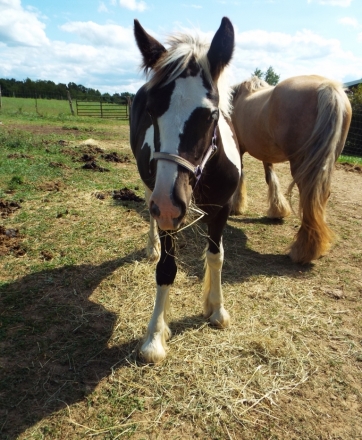 HorseID: 2281568 Owl Town Lathisia - PhotoID: 1056491