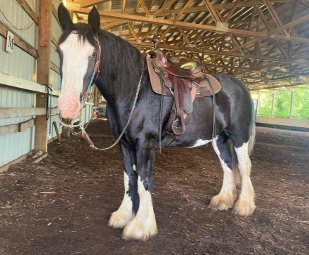 HorseID: 2281576 Spencefarms Shadow Dancer - PhotoID: 1056508