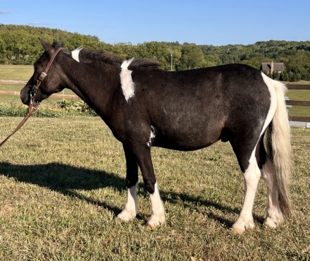 HorseID: 2281601 Oreo - PhotoID: 1056619