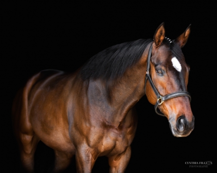 HorseID: 2281636 Inside Man - PhotoID: 1056553