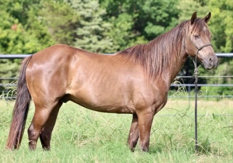 HorseID: 2281637 Ranger - PhotoID: 1056557