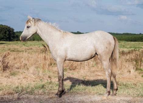 HorseID: 2281641 CWP Texas Patty Cake - PhotoID: 1056561