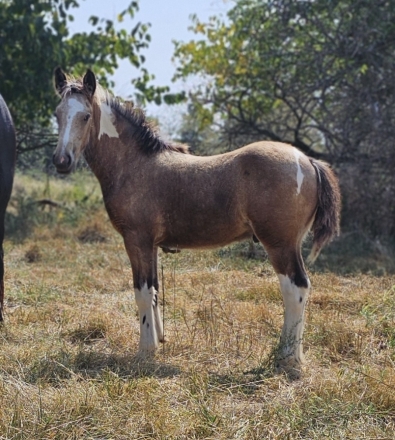 HorseID: 2281658 Gypsy - PhotoID: 1056575