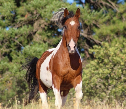 HorseID: 2281667 Timber - PhotoID: 1056600