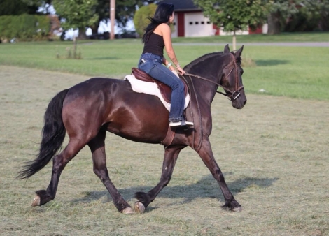 HorseID: 2281677 Juliet KL - PhotoID: 1056688