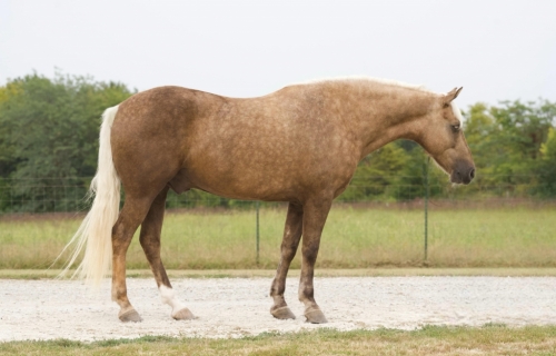 HorseID: 2281678 Hank BS - PhotoID: 1056678