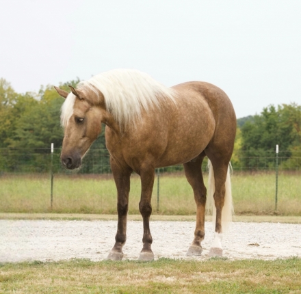 HorseID: 2281678 Hank BS - PhotoID: 1056679