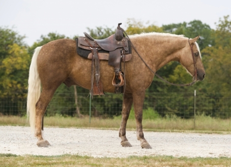 HorseID: 2281678 Hank BS - PhotoID: 1056680