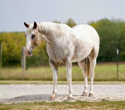 HorseID: 2281679 Banjo BS - PhotoID: 1056655