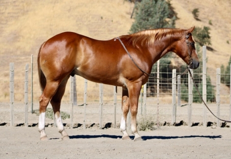 HorseID: 2281683 Chubs LHR - PhotoID: 1056666