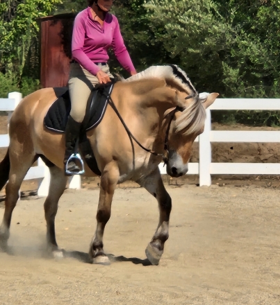 HorseID: 2281692 Magne - PhotoID: 1056591