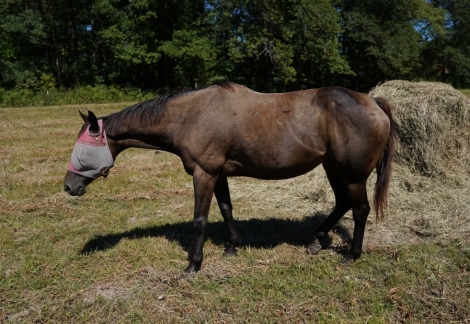 HorseID: 2281697 Bellamy Cat - PhotoID: 1056599