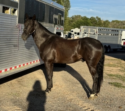 HorseID: 2281698 Super Gentle, 14 hand gelding VELVET - PhotoID: 1056602