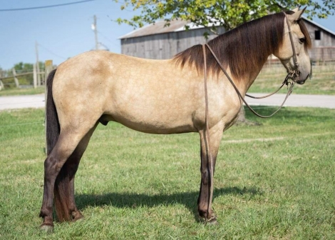 HorseID: 2281737 Stoney KR - PhotoID: 1056702