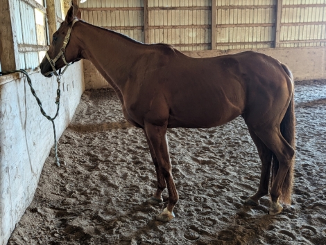 HorseID: 2281739 Lehigh lass - PhotoID: 1056705