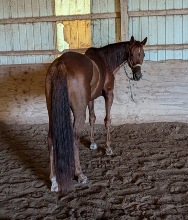 HorseID: 2281739 Lehigh lass - PhotoID: 1056706