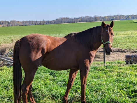 HorseID: 2281739 Lehigh lass - PhotoID: 1056707