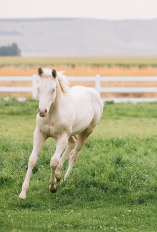 HorseID: 2281766 Lucky Lil Streaker - PhotoID: 1056757