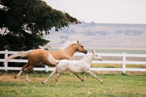 HorseID: 2281766 Lucky Lil Streaker - PhotoID: 1056758