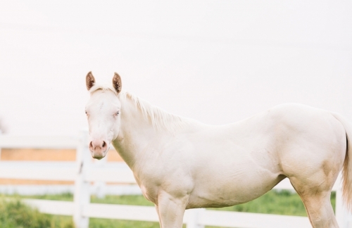 HorseID: 2281766 Lucky Lil Streaker - PhotoID: 1056759