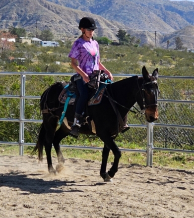 HorseID: 2281768 Molly Mule STARLA 9yo - PhotoID: 1056762