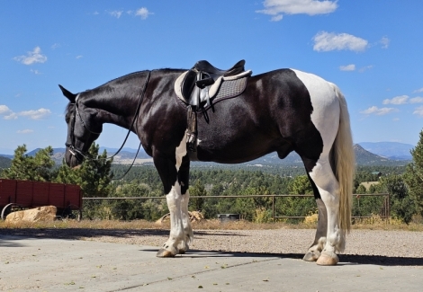 HorseID: 2281797 Brantley - PhotoID: 1056800