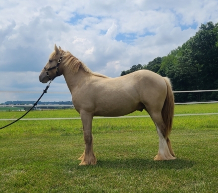 HorseID: 2281802 CRF Wishin for Hershey - PhotoID: 1056809