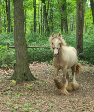 HorseID: 2281802 CRF Wishin for Hershey - PhotoID: 1056810