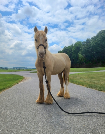 HorseID: 2281802 CRF Wishin for Hershey - PhotoID: 1056811