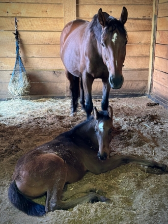 HorseID: 2281823 DOC TrueBlue Sullivan (name pending) - PhotoID: 1056839