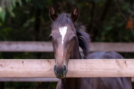 HorseID: 2281835 Gold Rush Dancer 2024 Colt - PhotoID: 1056843