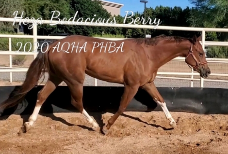 HorseID: 2281841 Heza Bodacious Berry - PhotoID: 1057201