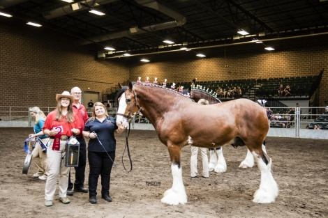 HorseID: 2281847 Windy Acres Mister Keynote Speaker - PhotoID: 1056858