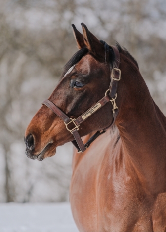 HorseID: 2281867 Copenhagen Angel - PhotoID: 1058079