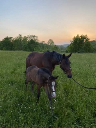 HorseID: 2281867 Copenhagen Angel - PhotoID: 1058082