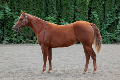 HorseID: 2281868 LCC Plain But Fancy - PhotoID: 1056863