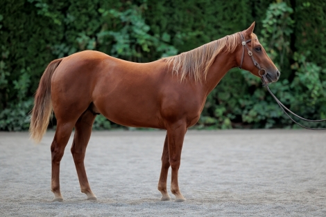 HorseID: 2281868 LCC Plain But Fancy - PhotoID: 1056864