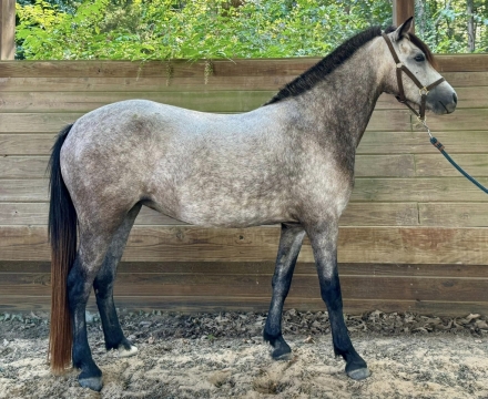 HorseID: 2281900 Silver Lining aka Sigi - PhotoID: 1057305